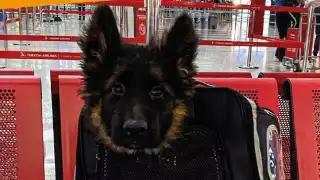 Cachorro donado por Turquía llega a México