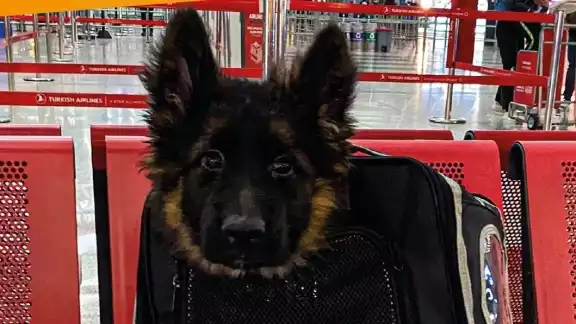 Cachorro donado por Turquía llega a México