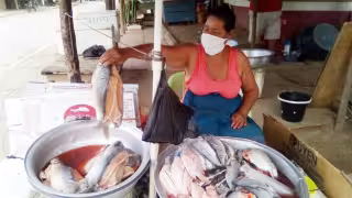 Se pudo indagar que aún se desconocen si habrá repunte en el precio de las especies