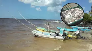 Comentó que de los 750 pescadores de Sabancuy salieron a capturar el pulpo 300 pescadores