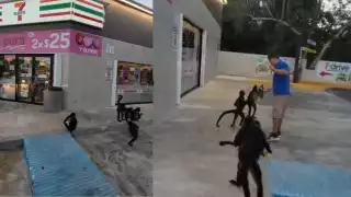 Una persona persona aprovechó para darles de comer al grupo de primates