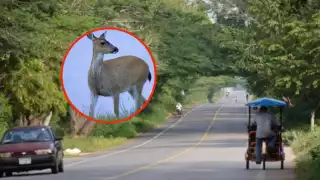 El hoy occiso respondía al nombre de Silviano y tenía 80 años de edad