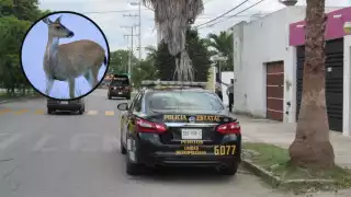 Venado genera caos en Ciudad Caucel, en Mérida