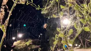 El Colegio de la Frontera Sur (Ecosur) dio a conocer que la proliferación de arañas en el Boulevard Bahía de Chetumal era un fenómeno natural normal