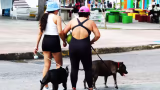 La normativa provocó la molestia de propietarios de animales, pues señalan que debieron ser tomados en cuenta por las autoridades