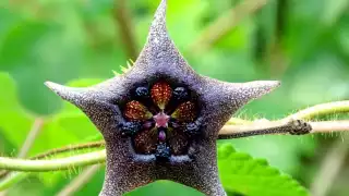 Yucatán es rico en fauna y en ellas se encuentran especies que te sorprenderán