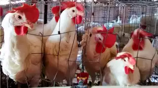 La estrategia de inoculación inició en unidades de producción comerciales, en zonas de alto riesgo zoosanitario y en granjas que se dedican a la crianza de gallinas