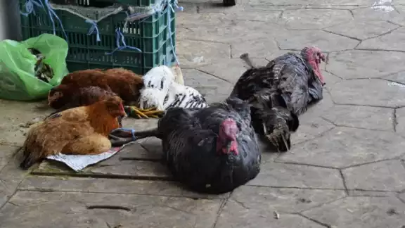 Las cadenas de autoservicio colocaron en 116 pesos el kilo del producto, lo que afectaría los ingresos de los agricultores locales Las cadenas de autoservicio colocaron en 116 pesos el kilo del producto, lo que afectaría los ingresos de los agricultores locales