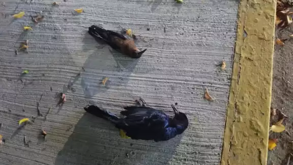 El uso de pirotecnia se llevó a cabo a pesar del exhorto para evitarlo El uso de pirotecnia se llevó a cabo a pesar del exhorto para evitarlo