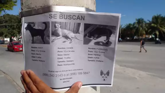 En Facebook se publicitan compañías que ofrecen encontrar a las mascotas a precios asequible