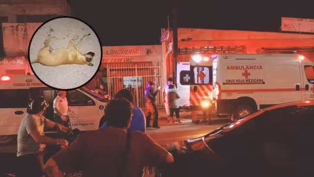 El perrito quedó tendido en el pavimento sin vida