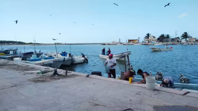 La pesca furtiva e incremento de hombres de mar son factores que ponen en riesgo los ejemplares