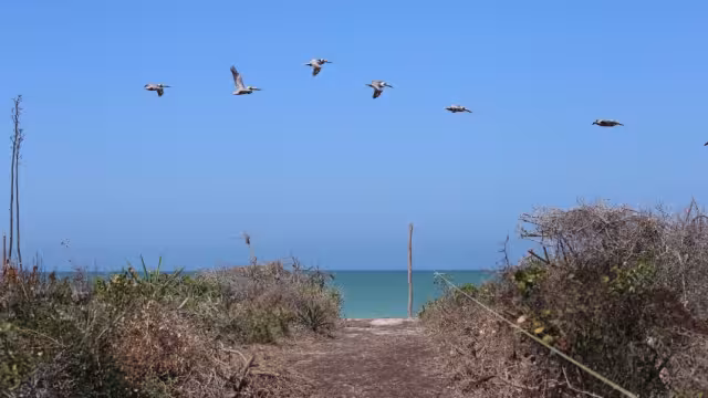 El proyecto que se presentó en 2018 para la urbanización, estima la lotificación para la venta de más de 200 espacios habitacionales costeros en Hunucmá