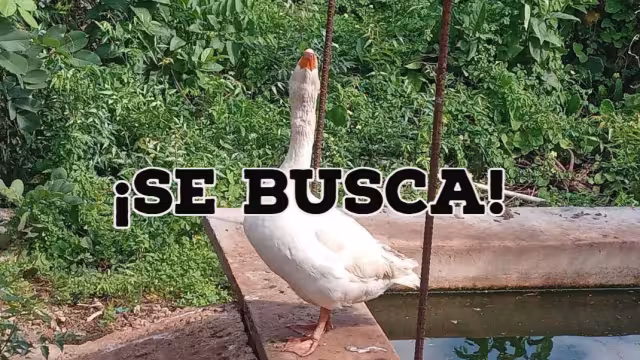 A través de una cartulina, don Simón busca a su ganso extraviado