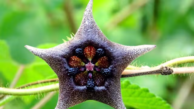 Yucatán es rico en fauna y en ellas se encuentran especies que te sorprenderán