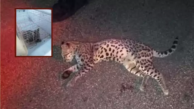 El tigrillo fue enviado al Ayuntamiento de Espita para que sea enviado a un lugar especial para su cuidado