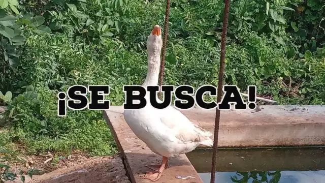 A través de una cartulina, don Simón busca a su ganso extraviado