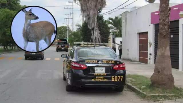 El venado fue capturado tras una larga persecusión por las calles de Caucel