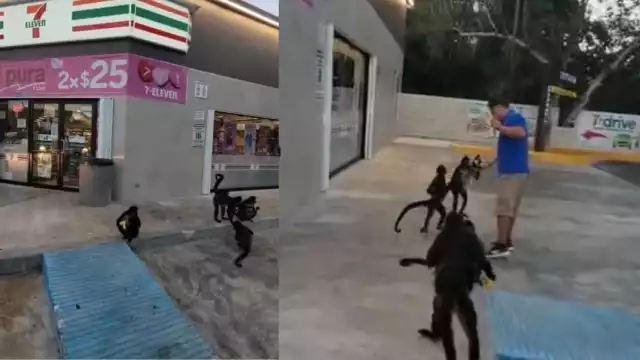 Una persona persona aprovechó para darles de comer al grupo de primates