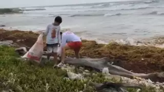 Parte de la limpieza de playas en las costas de Mahahual