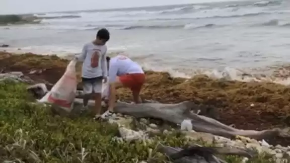 Parte de la limpieza de playas en las costas de Mahahual