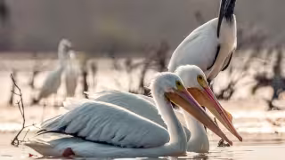 Alertan por daños ecológicos en Ría Lagartos tras décadas de actividad humana