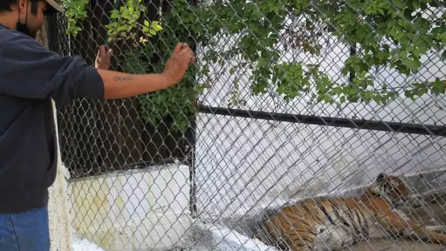 Llegan a Ciudad Juárez dos tigres de bengala rescatados del santuario Black Jaguar-White Tiger