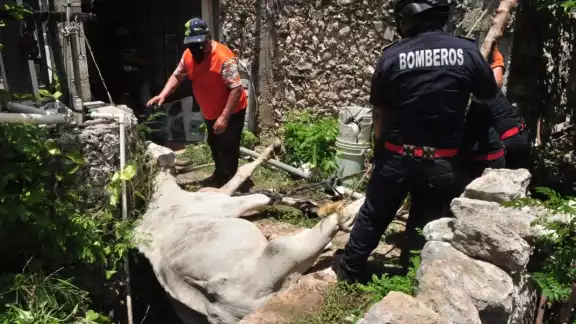 Bomberos y policías arribaron al rancho para poder ayudar al dueño del animal