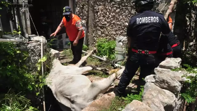 Bomberos y policías arribaron al rancho para poder ayudar al dueño del animal