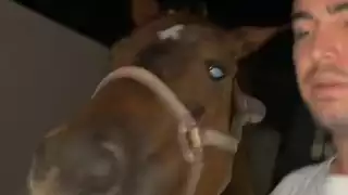 Tiktoker yucateco rescata a un caballo y lo mete a su casa: VIDEO