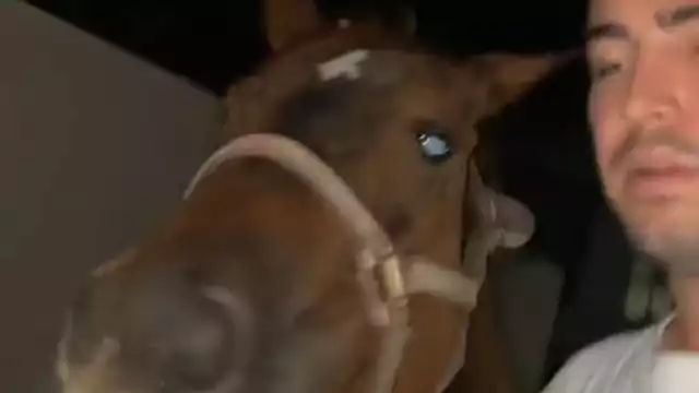 Tiktoker yucateco rescata a un caballo y lo mete a su casa: VIDEO