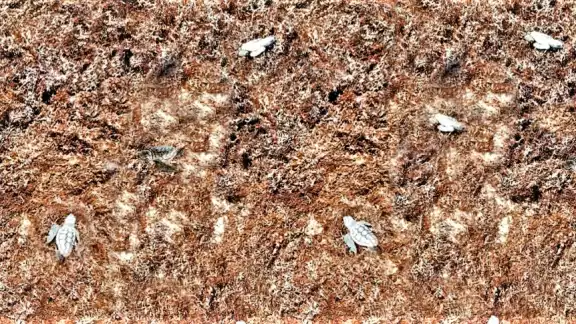 Las tortugas intentaron llegar al mar, pero el recale masivo de sargazo en Cozumel se los impidió; murieron atrapadas Las tortugas intentaron llegar al mar, pero el recale masivo de sargazo en Cozumel se los impidió; murieron atrapadas