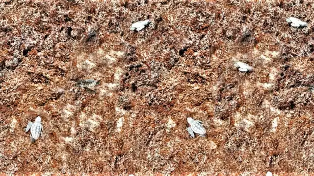Las tortugas intentaron llegar al mar, pero el recale masivo de sargazo en Cozumel se los impidió; murieron atrapadas