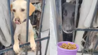 Denuncian presunto abandono y maltrato de dos perros en Playa del Carmen