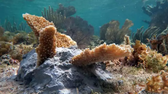 El Caribe Mexicano a sufrido una disminución en la población de los corales