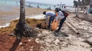 El sargazo llegó a las costas de Quintana Roo