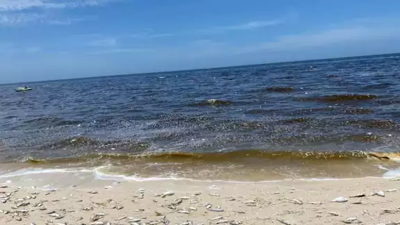 No hay indicios de marea roja en la costa de Yucatán No hay indicios de marea roja en la costa de Yucatán