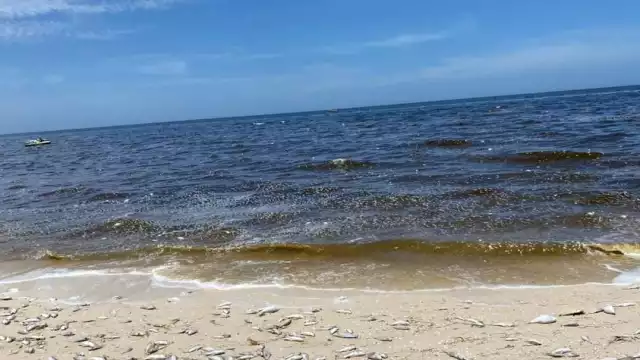 No hay indicios de marea roja en la costa de Yucatán
