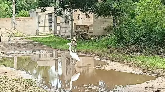 La garza recorría un bache de Kanasín, el cual se encuentra lleno de agua con lodo debido a las lluvias La garza recorría un bache de Kanasín, el cual se encuentra lleno de agua con lodo debido a las lluvias