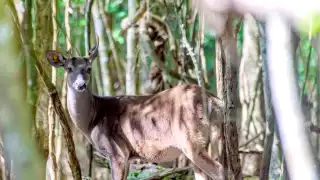 Ejidatarios dijeron que es preocupante cómo se promueve el comercio de los animales por medio de las redes sociales.