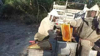 Miel de mangle, alternativa para pescadores del Litoral Oriente de Yucatán en temporada de veda