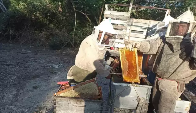 La miel de mangle se ha convertido en una alternativa para los hombres de mar durante la veda