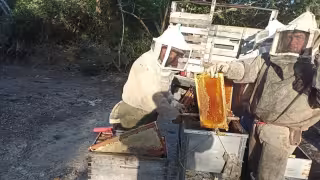 Apicultores de Yucatán viven situación crítica por el bajo precio de la miel y la sequía