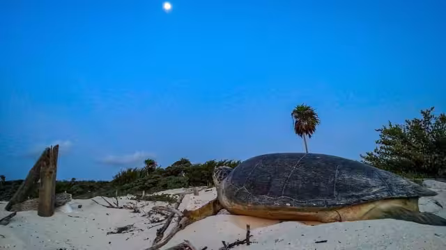 En el año 2020, en los litorales de la Entidad se registraron 55 mil 333 desoves