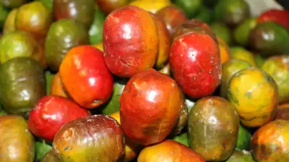 Las ciruelas yucatecas son frutos que se pueden comer en su etapa de maduración verde, verdirrojos, verde amarillos y rojas, esta última es en su etapa máxima de maduración Las ciruelas yucatecas son frutos que se pueden comer en su etapa de maduración verde, verdirrojos, verde amarillos y rojas, esta última es en su etapa máxima de maduración