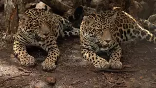 Tomó cuatro años reinsertar a su hábitat a Nicté Ha y Celestún Petén