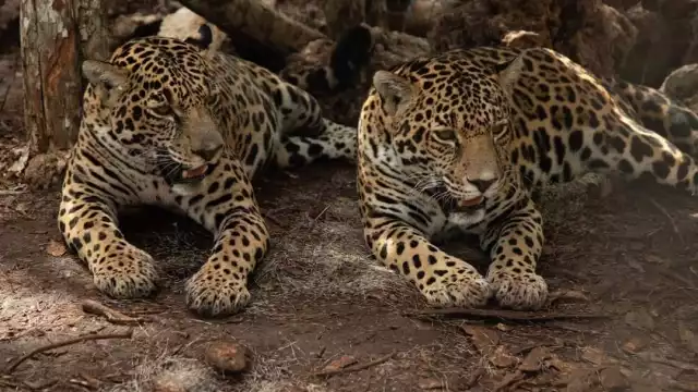 Jaguares y tigres fueron puestos a disposición de las autoridades