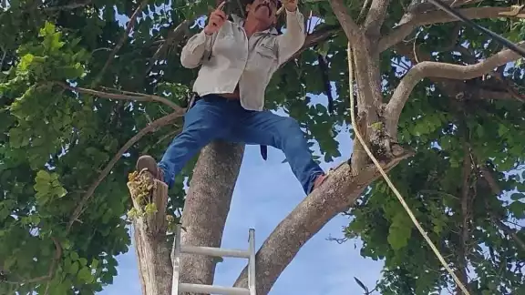 El árbol obstruía el tráfico en la zona
