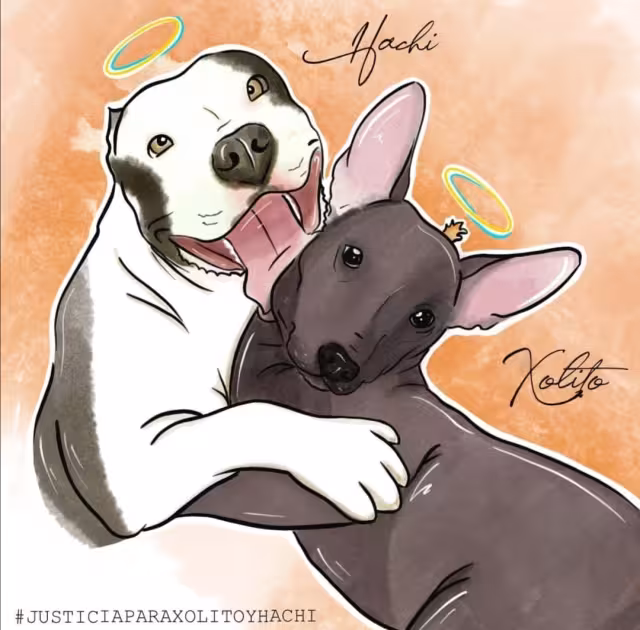 El joven compartió que se tomó un tiempo para publicar lo ocurrido con sus dos perritos