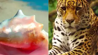 Cinco animales que están en peligro de extinción en Quintana Roo